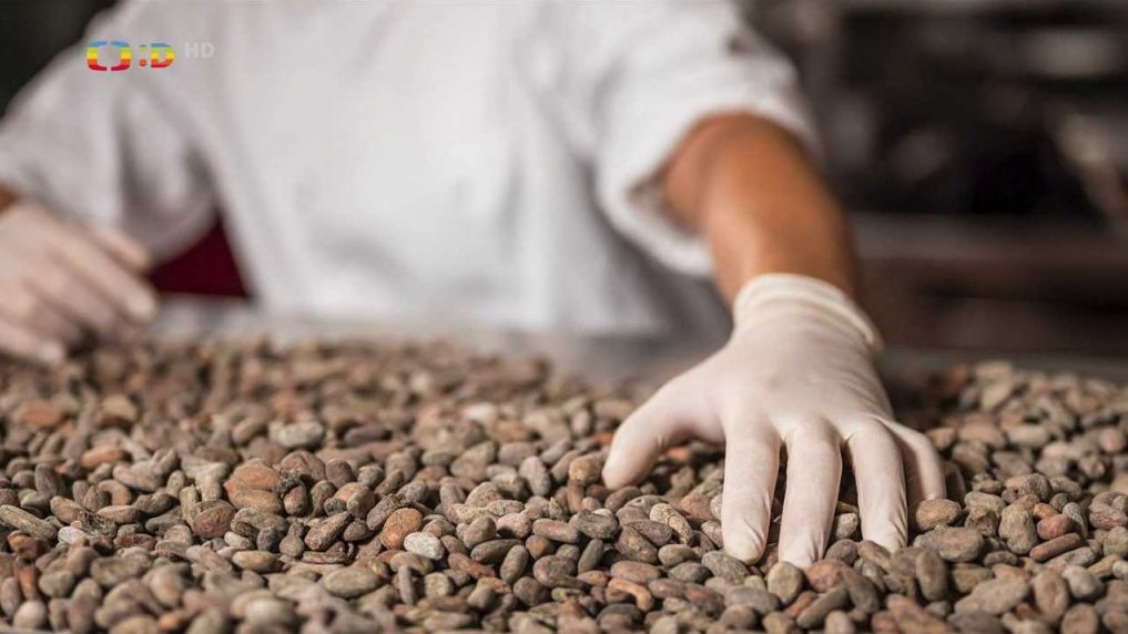 Koumákova reportáž: Jak se vyrábí čokoláda