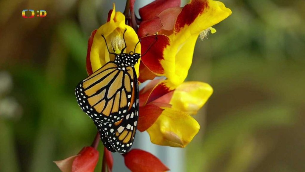 Příroda: Příroda: Motýli