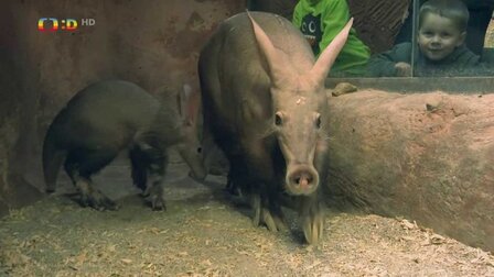 Planeťácká reportáž: Mláďata v zoo