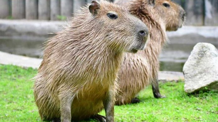 Putování za kapybarou v jihlavské zoo