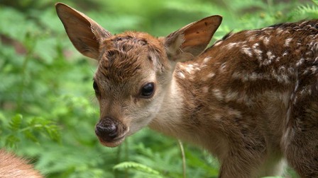 Darwinův úžasný svět zvířat