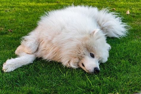 Zvíře měsíce: Srpen – Samojed