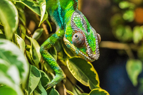 Zvíře měsíce: Červenec - Chameleon pardálí