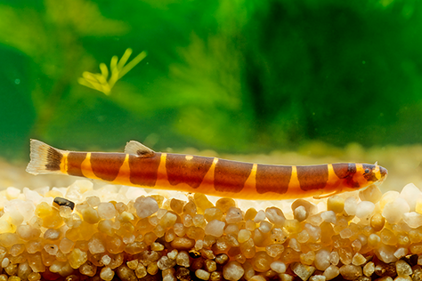 Zvíře měsíce: Březen – Sekavec příčnopásý