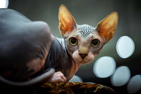 Zvíře měsíce: Duben 2026 – Sphynx