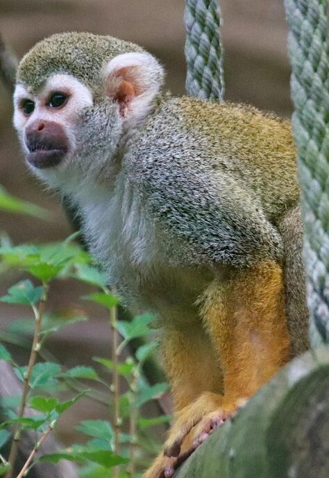 Kam za zvířaty: Prosinec