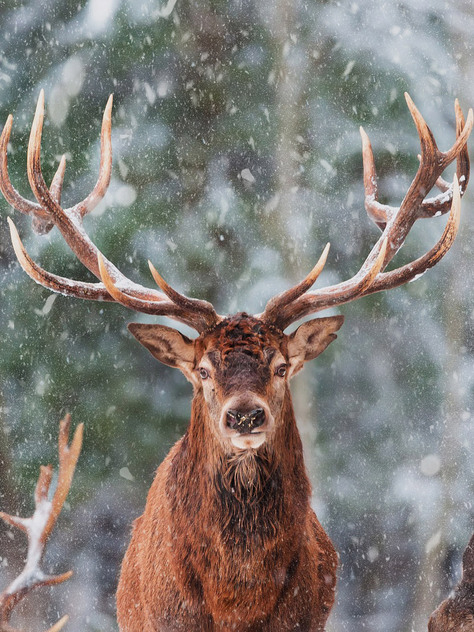 Kam za zvířaty: Leden