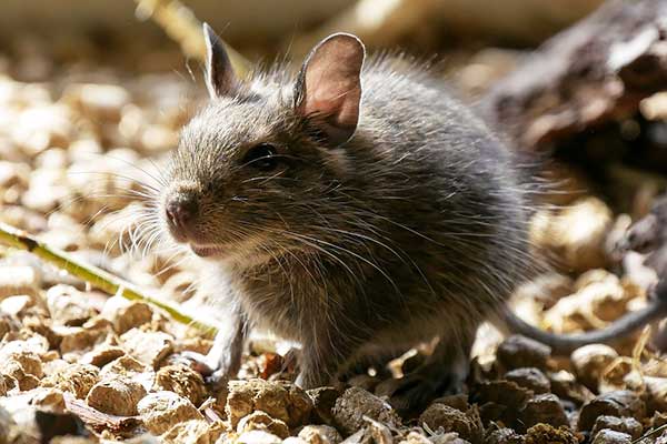 Zvíře měsíce: Říjen - osmák degu