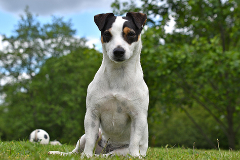 Zvíře měsíce: Říjen 2026 – Jack Russell teriér