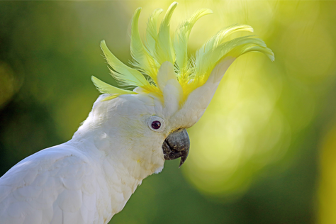 Zvíře měsíce: Kakadu žlutočečelatý