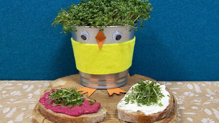 Vypěstuj si řeřichu na zdravou sváču