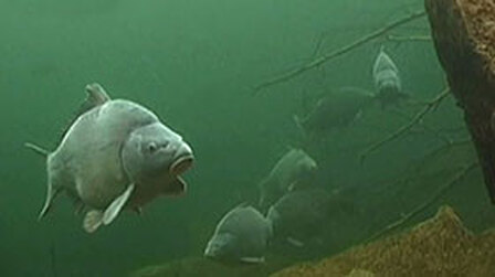 Obyvatelé českých vod