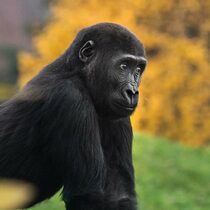 Gorilí povídání