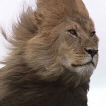 Hvězdy zvířecí říše