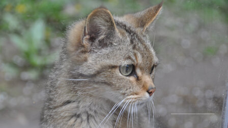 Kocour Mour poznává své příbuzné