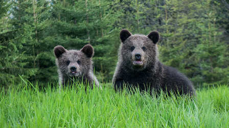 Méďové na cestách