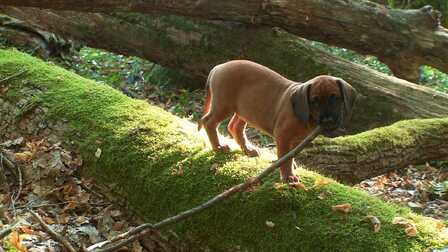 Pohádky pro štěňátka