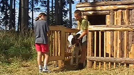 Příběhy o telátku