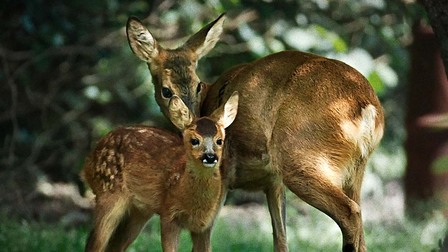 V divočině, tam to žije